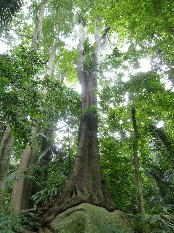 Jungle, Pulau Tioman, Malaysia