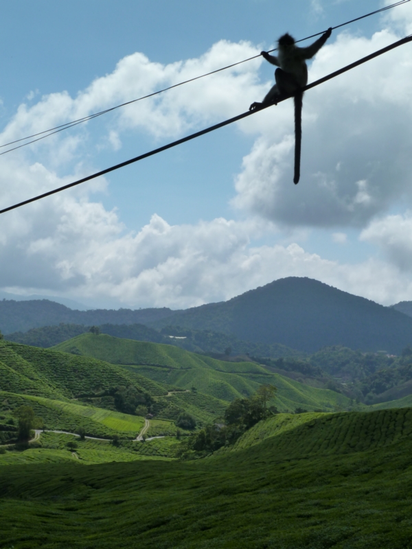Gibbon et plantations de thé, Cameron Highlands, Malaisie