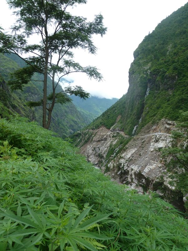 Cannabis plants, trek around Annapurnas, Nepal
