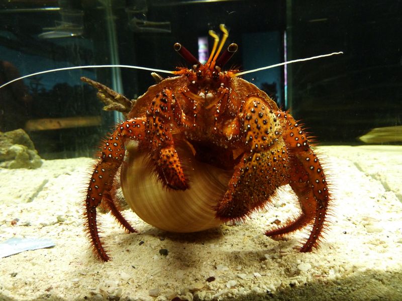 Hermit-crab, Phuket, Thailand